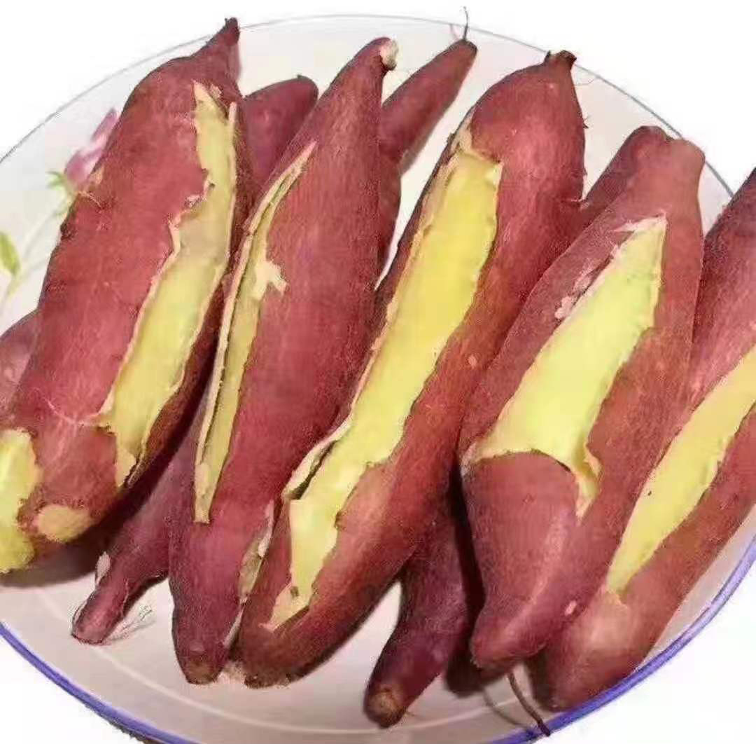 秦薯5号（熟的）