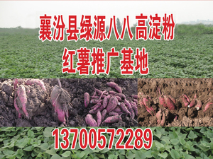 红薯推广基地