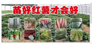 苗好红薯才会好