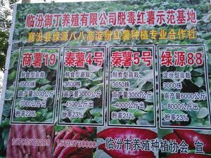 商薯19-秦薯4号-秦薯5号-绿源88-临汾市养殖种植协会宣
