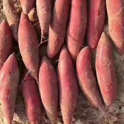 普薯32（西瓜红）