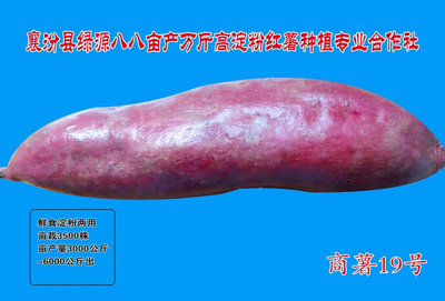 商薯19