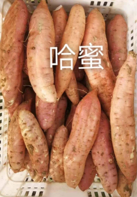 哈蜜